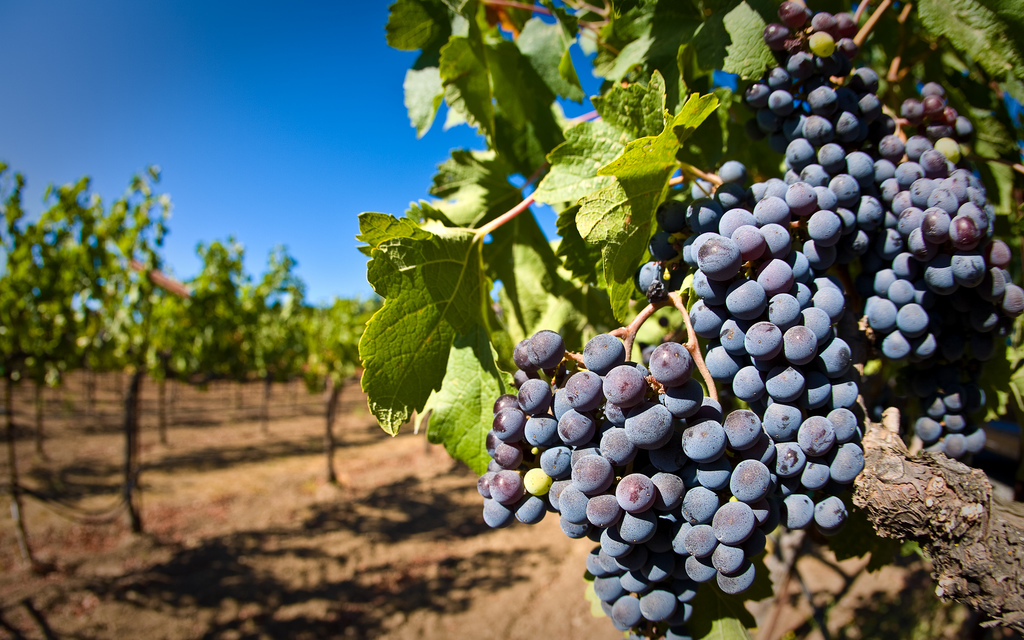 Primitivo Tenuta Patruno Pereniola